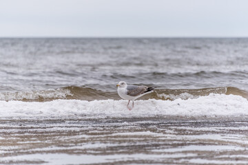 Seagull on a Beach in Winter on the Frozen Baltic Sea Coast