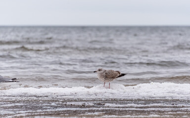 Seagull on a Beach in Winter on the Frozen Baltic Sea Coast