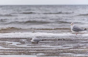 Seagull on a Beach in Winter on the Frozen Baltic Sea Coast