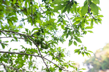 Fototapeta na wymiar Young green plum fruits on a tree branch, Ripe plums on a tree branch in the orchard. View of fresh organic fruits with green leaves on plum tree branch in the fruit garden.