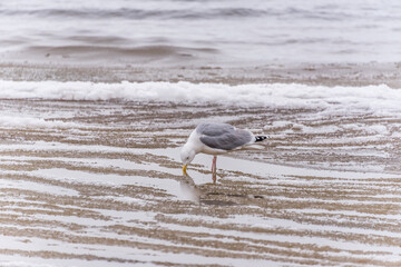 Seagull on a Beach in Winter on the Frozen Baltic Sea Coast