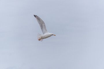 Seagull on a Beach in Winter on the Frozen Baltic Sea Coast