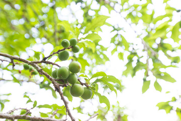 Young green plum fruits on a tree branch, Ripe plums on a tree branch in the orchard. View of fresh organic fruits with green leaves on plum tree branch in the fruit garden.