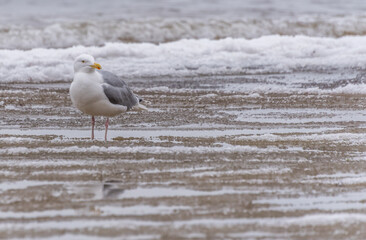 Seagull on a Beach in Winter on the Frozen Baltic Sea Coast