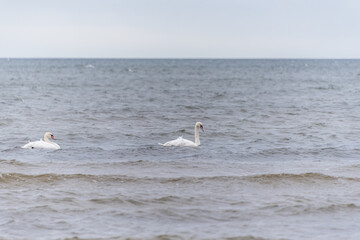 Swans on the Baltic Sea on a Winter Day