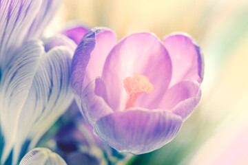 Fototapeta na wymiar Delicate first spring flowers crocuses on defocused background