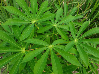 green sweet potato leaves similar to marijuana leaves
