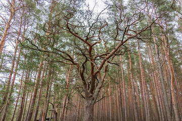 Ancient Tree in a Forest in Northern Europe
