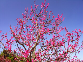 里山に咲く紅梅と青空