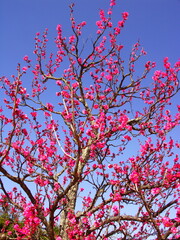里山に咲く紅梅と青空