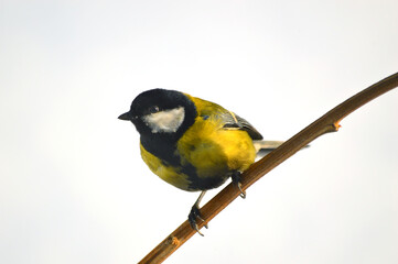 Great Tit (lat.Parus major) bending down sits on a branch located diagonally and looks to the left....
