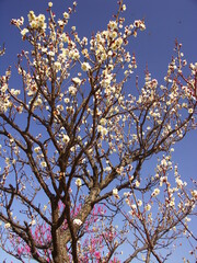 白梅と青空