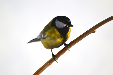 Fototapeta premium Great Tit (lat.Parus major) bending down sits on a branch located diagonally and looks to the right. Close-up on a white background. Photo project - The life of birds in winter.
