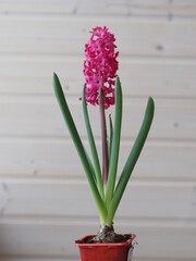 hyocinth flowers bright petals