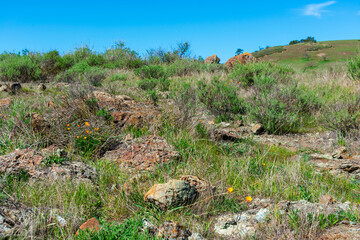 Rocky terrain covered with winter green grass and blooming California poppy