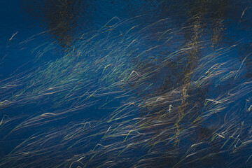 Fototapeta na wymiar Grass in the Høverelva River, Hurdal, Norway.