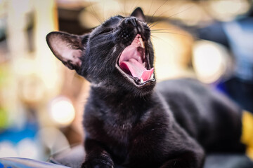 Black cat resting on a motorcycle saddle