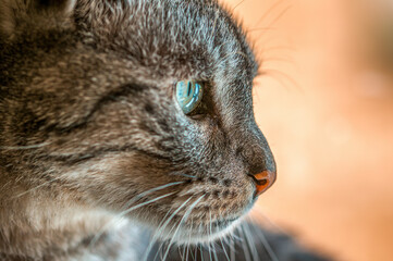 portrait of a cute cat while relaxing