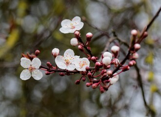 Blackthorn Blossom 02