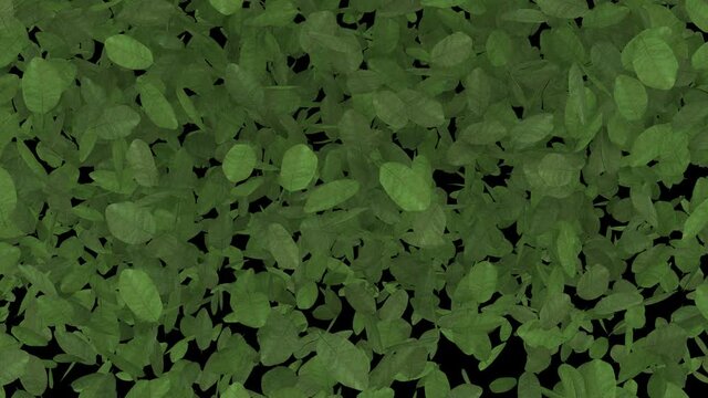  Wall of Falling Leaves - Alpha Channel 