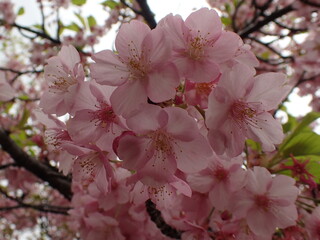 早咲きの桜、河津桜