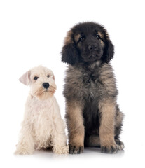 miniature schnauzer and Leonberger