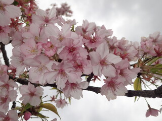 早咲きの桜、河津桜