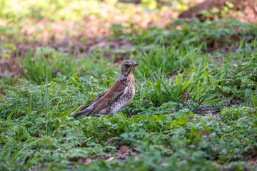 Wood bird Fieldfare, Turdus pilaris, on a sprng lawn.