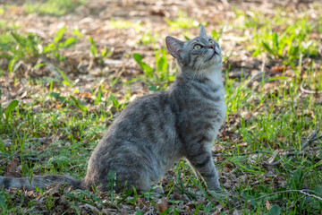 A beautiful fluffy gray cat sits on a green lawn in the sunset light