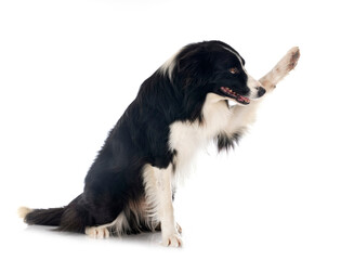 border collie in studio