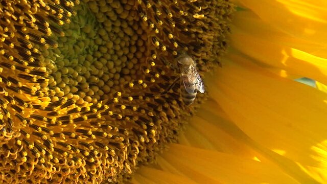 Honey bee covered with pollen collecting nectar yellow sunflower, close up view. Macro footage of bee pollinating flower in summer.