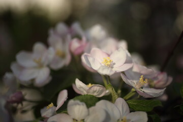 Fototapeta na wymiar white blossom of apple trees in springtime