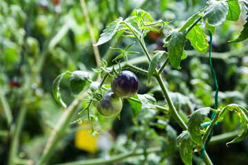 Closeup shot of unripe tomatoes growing in a garden
