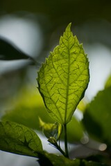 green leaf in nature
