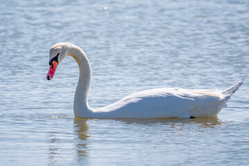 Graceful white Swan swimming in the lake, swans in the wild. Portrait of a white swan swimming on a lake.