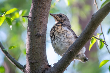 A fieldfare chick, Turdus pilaris, has left the nest and is sitting on a branch. A chick of fieldfare sitting and waiting for a parent on a branch.