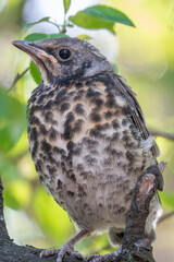A fieldfare chick, Turdus pilaris, has left the nest and is sitting on a branch. A chick of...