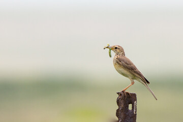 Fototapeta premium Birding in Secunda: Sabota Lark