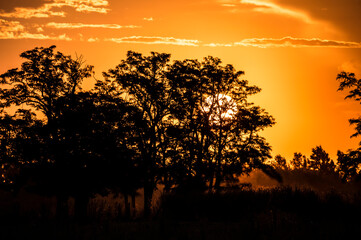 sunset in the forest