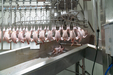 The chicken on the chain is transported into the chiller tank