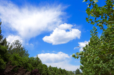 Green woods and clear blue sky