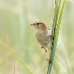 Birding in Secunda: Levaillant's cisticola