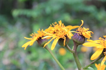 花期が終りかけているマルバダケブキの花