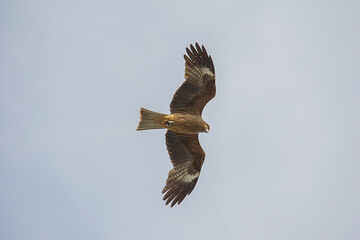eagle in flight