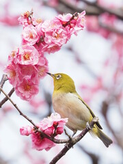 梅の枝に止まるメジロ