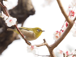 梅の枝に止まるメジロ