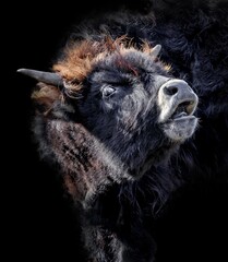 aurochs isolated on black background 