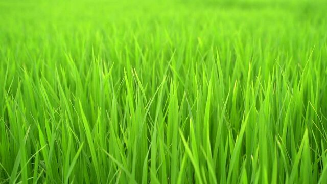 green grass background