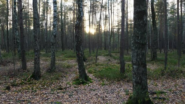 First person view, walk at sparse mixed pine and birch forest, dim evening sun shine ahead. Autumn season at European country, small birch tree leaves lie all around