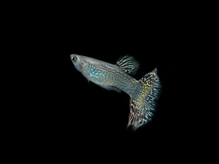 guppy fish on black background